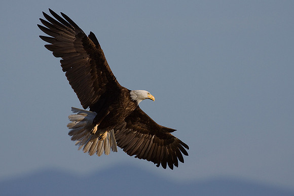 BE01202-Bald-Eagle