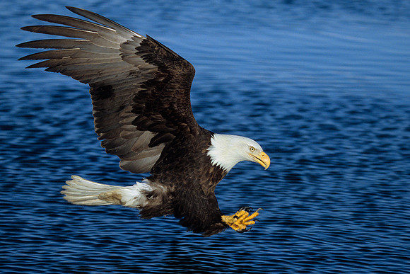 BE020482-American-Bald-Eagle