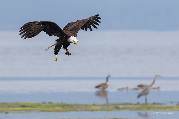 BE05509 - Bald Eagle