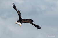 BE07214 - Bald Eagle