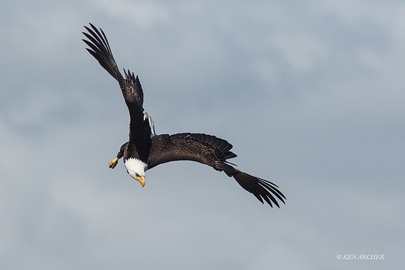 BE07214 - Bald Eagle