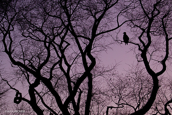 BE02232 Bald Eagle