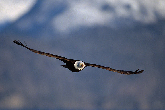 BE020898-Bald-Eagle,-Mountain-flight