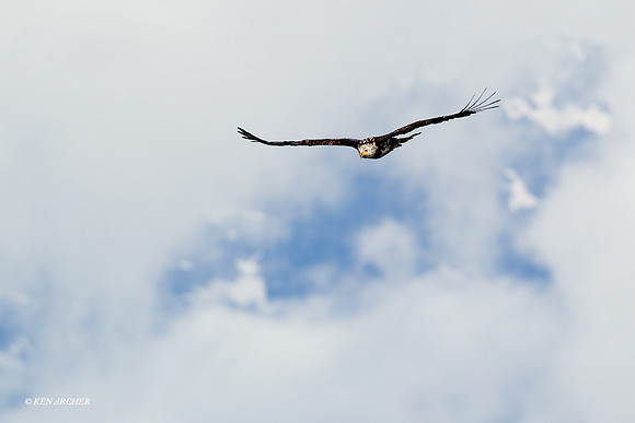 BE04532 Bald Eagle