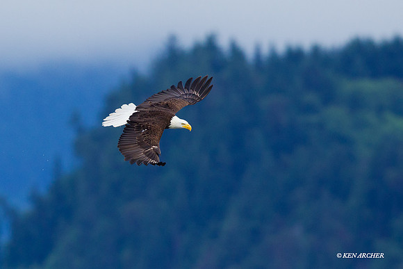 BE02516 Bald Eagle