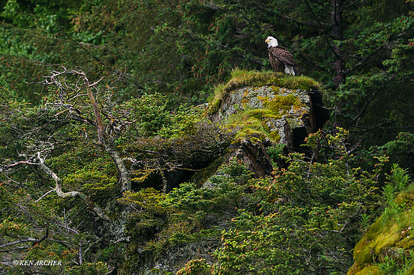 SDBE00010 - Bald Eagle