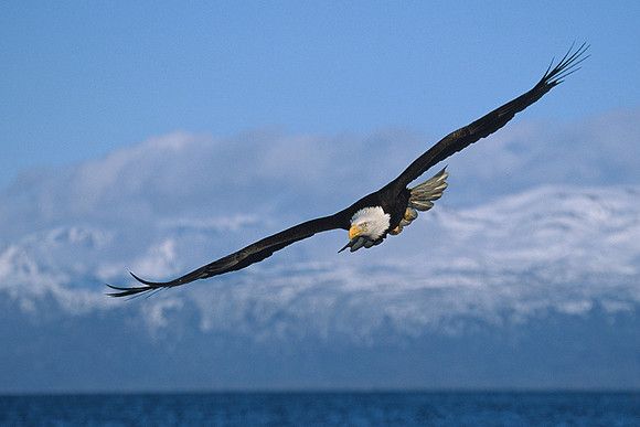 BE020941-Bald-Eagle