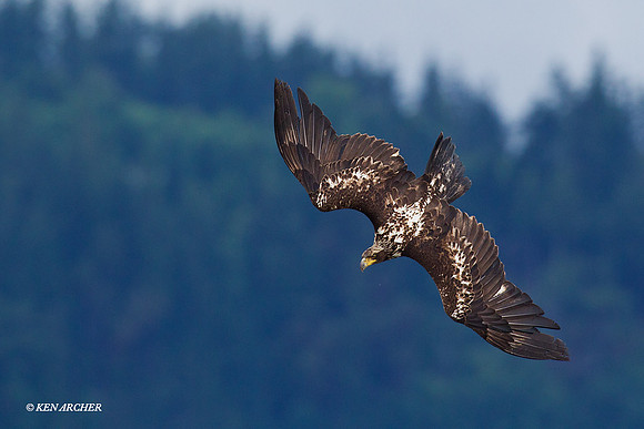 BE02930 Bald Eagle