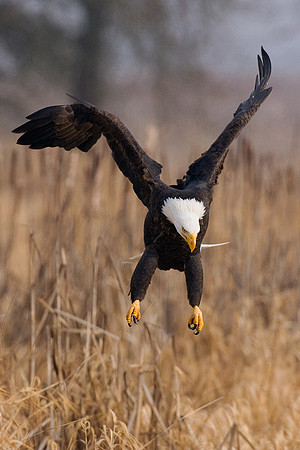 BE00438-Bald-Eagle-Pouncing