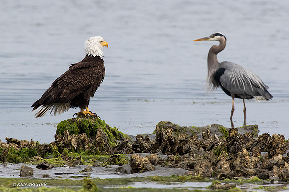 BE05489 - Bald Eagle