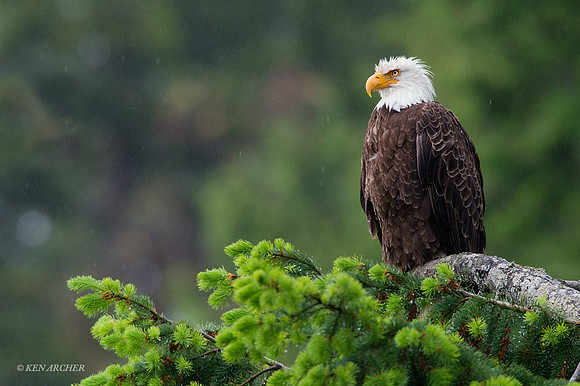 BE04203 - Bald Eagle