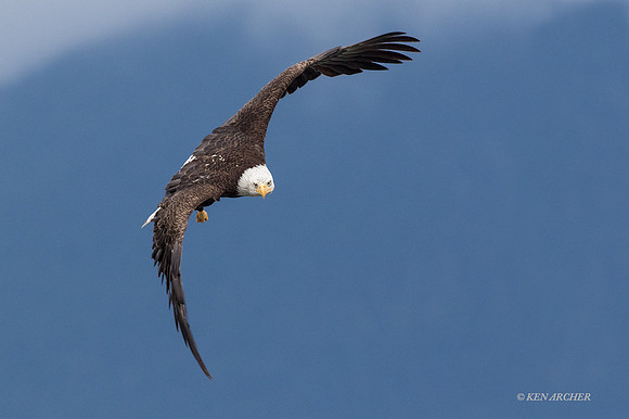 BE06109 - Bald Eagle