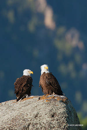 BE00211 - Bald Eagle