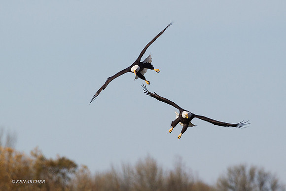 BE03416 Bald Eagle