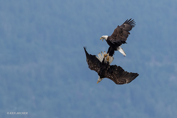 BE05938 - Bald Eagle