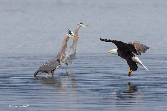 BE06141 - Bald Eagle