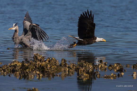 BE12771 - Bald Eagle