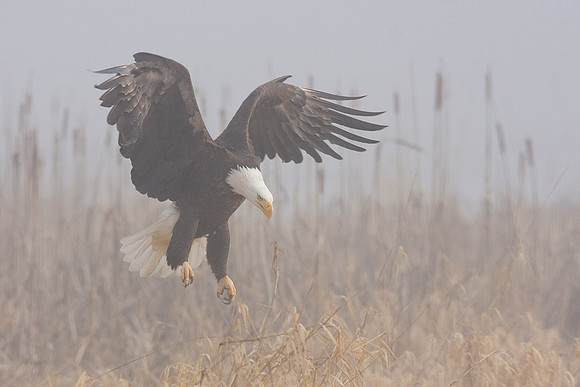 BE00388-Bald-Eagle