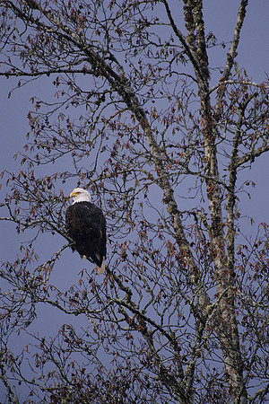 Bald Eagle In Winter - BE348708