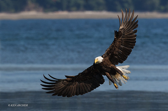 BE07447 - Bald Eagle