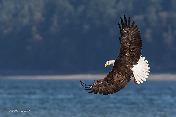 BE07406 - Bald Eagle