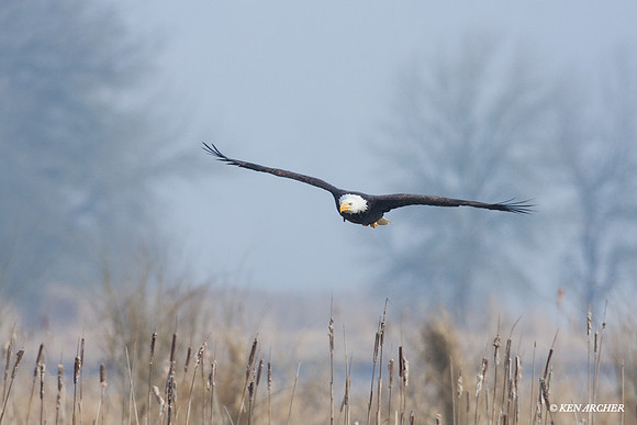 BE00431 - Bald Eagle