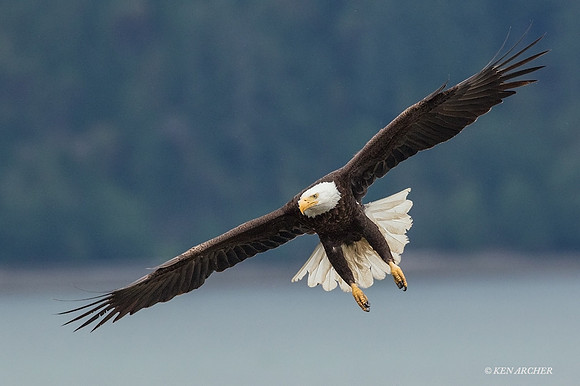 BE06450 - Bald Eagle