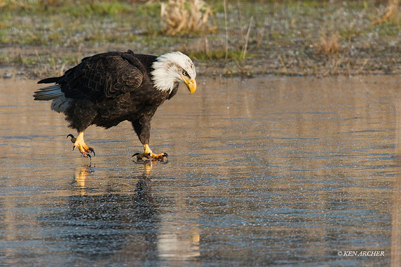 BE00062 - Bald Eagle