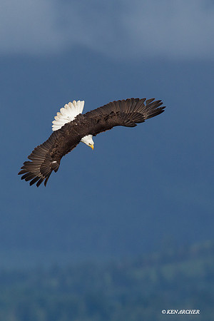 Bald Eagle - BE02670