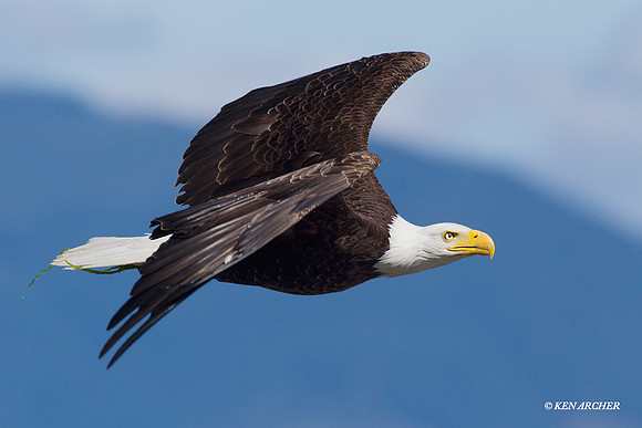 BE03090 Bald Eagle