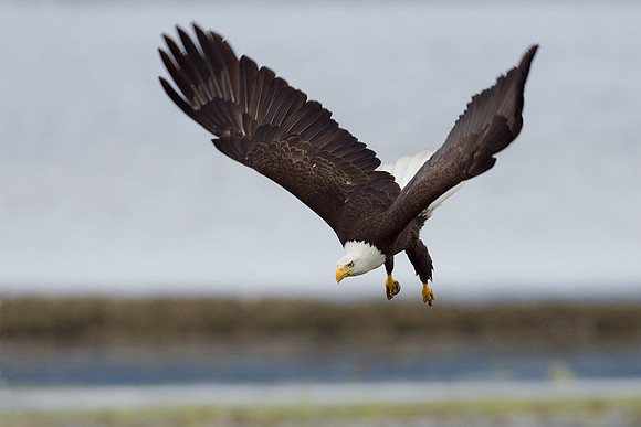 BE01446-Bald-Eagle-Dive