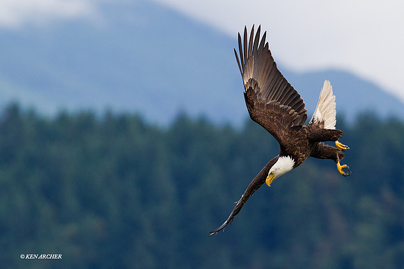 BE04510 Bald Eagle