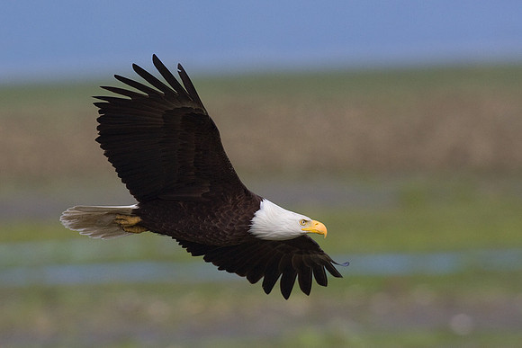 BE01251-Bald-Eagle