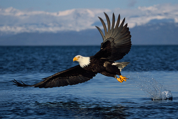 BE020486-Bald-Eagle-Catching-Fish