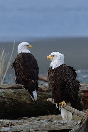 BE020943-Bald-Eagle