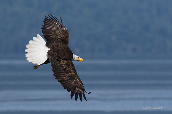 BE07169 - Bald Eagle