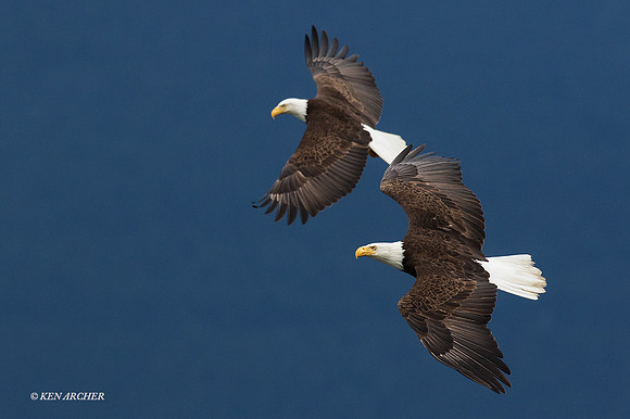 BE06206 - Bald Eagle