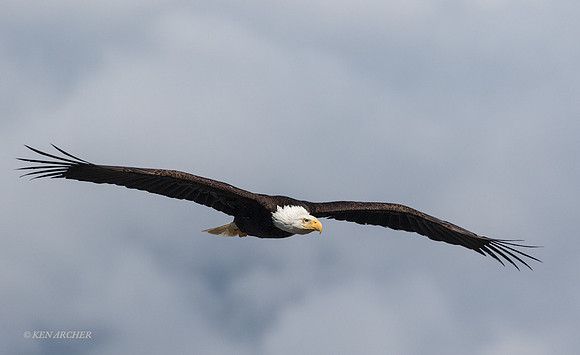 BE07152 - Bald Eagle