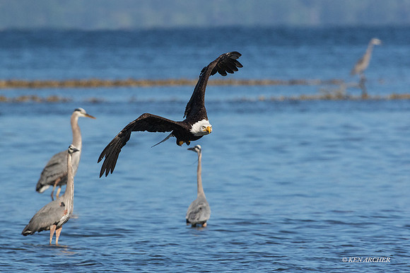 BE07709 - Bald Eagle