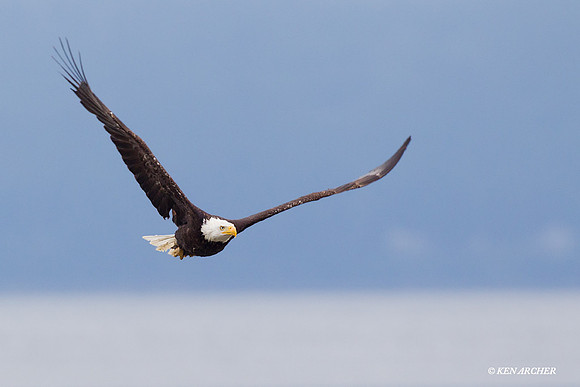 BE03285 Bald Eagle