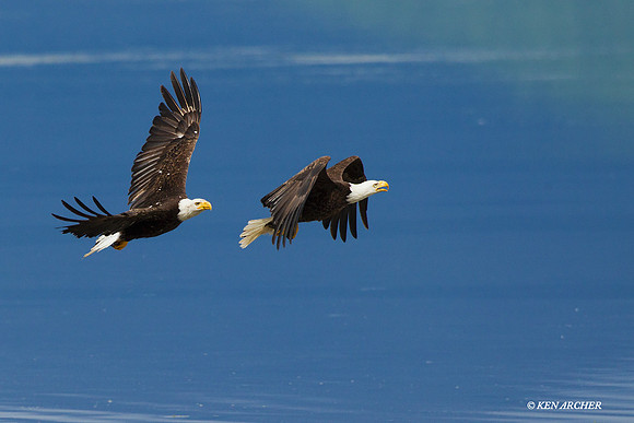 BE02704 Bald Eagle