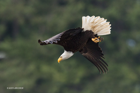 BE05851 - Bald Eagle