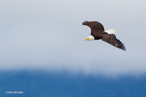 BE02487 Bald Eagle