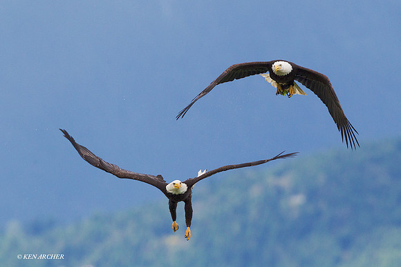 BE03742a Bald Eagle
