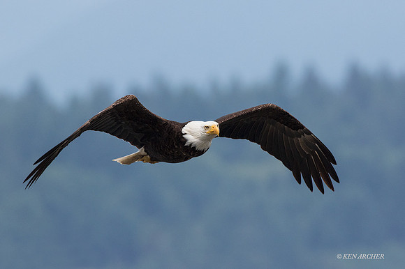 BE05677 Bald Eagle