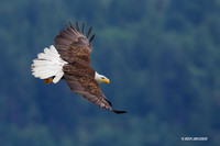 Bald Eagle - BE03019