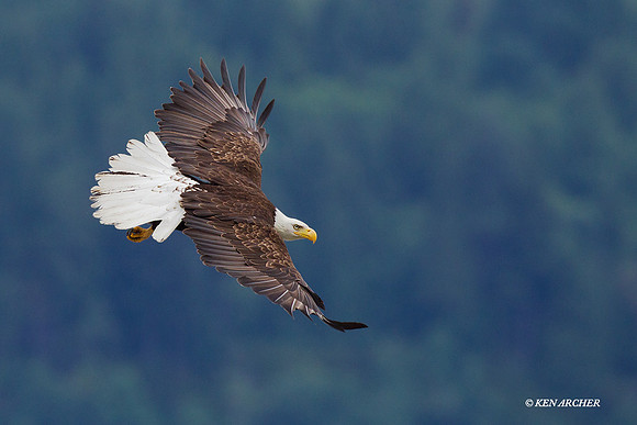 Bald Eagle - BE03019