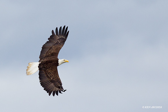 BE02635 Bald Eagle
