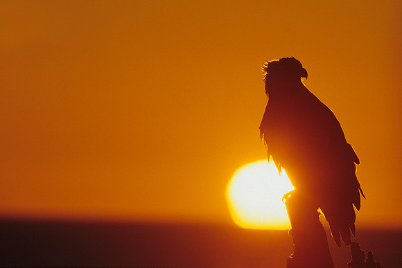 Bald Eagle Silhouette - BE020476