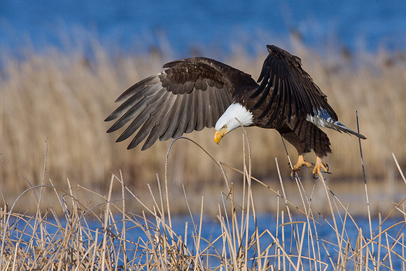 BE00723-Bald-Eagle